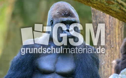 Silberrücken (3).jpg